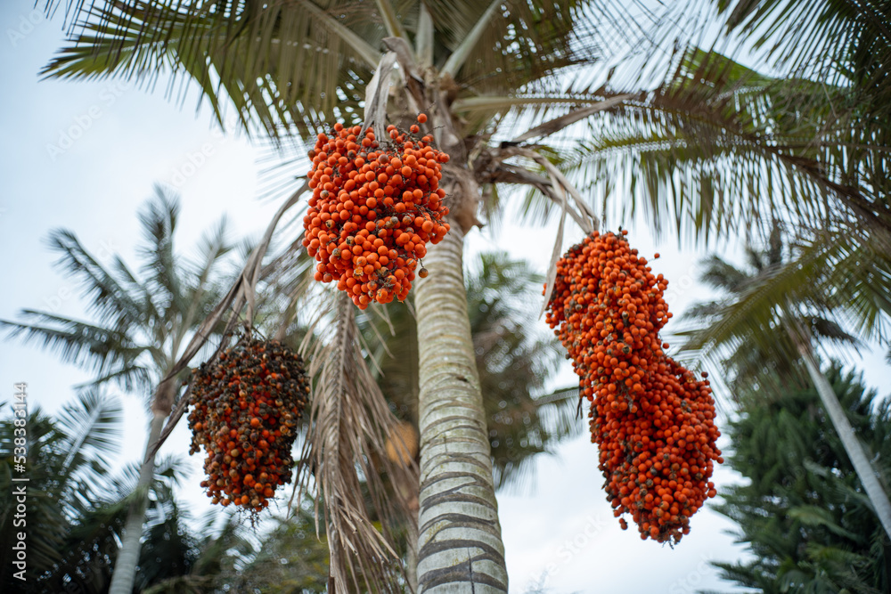 Palm Tree with Small Orange Fruits Known as Moriche Palm, Ité Palm, Ita, Buriti, Muriti, (Mauritia flexuosa) on a Cloudy Day