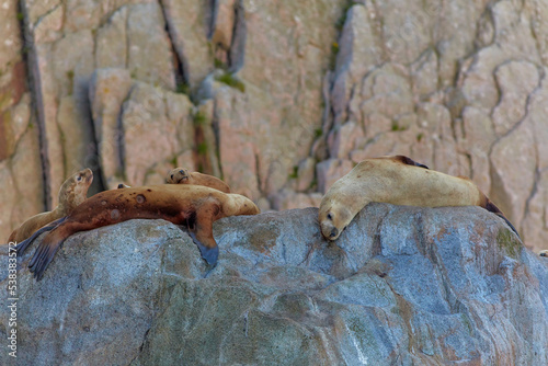 Wild Seals