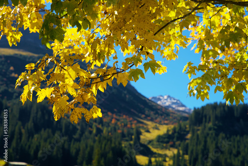 Indian summer mountain landscape with yellowing maple leaves in the foreground and a blue sky