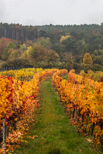 Fototapeta Naklejka Na Ścianę i Meble -  colorful autumn vineyards rows
