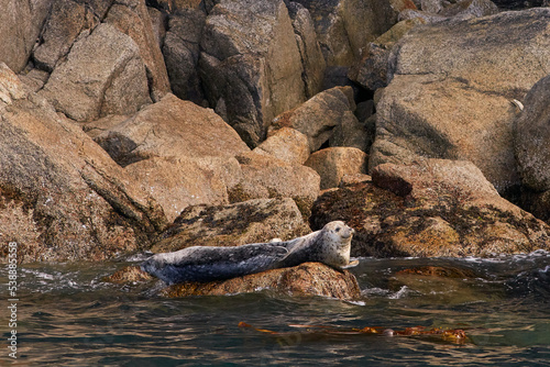 Wild Seals © batman6794