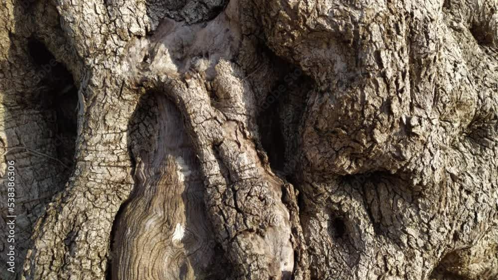 Gnarled old olive tree - lumpy, twisted and rough bark of an aged trunk. Close up of natural texture and shape.