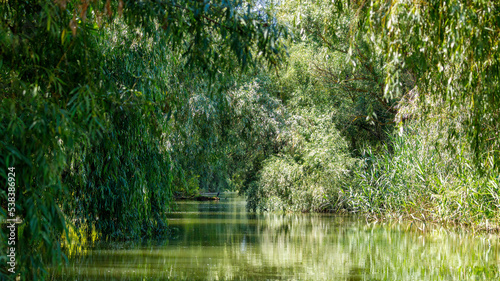 The swamps of the Danube Delta in Romania