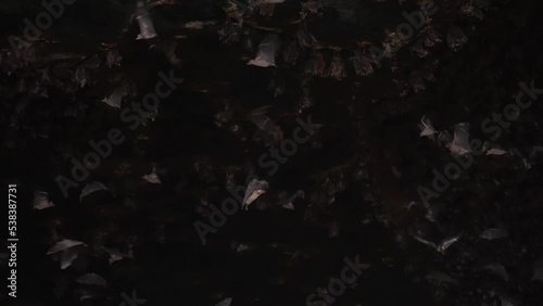 Unusual beautiful shot inside a dark stone cave with bats hanging on stone arches and flying around waving their big wings. The House of bats in slow motion. film grain texture. pixel texture. photo