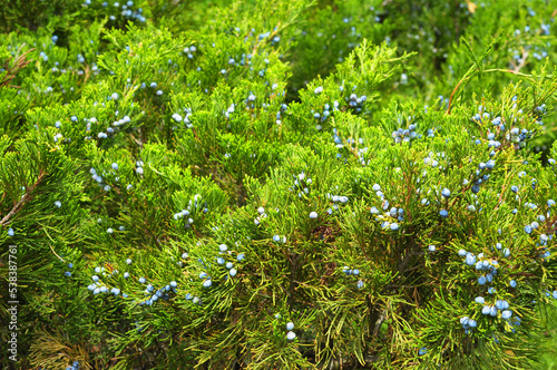 Green juniper with blue ripe juniper berries.