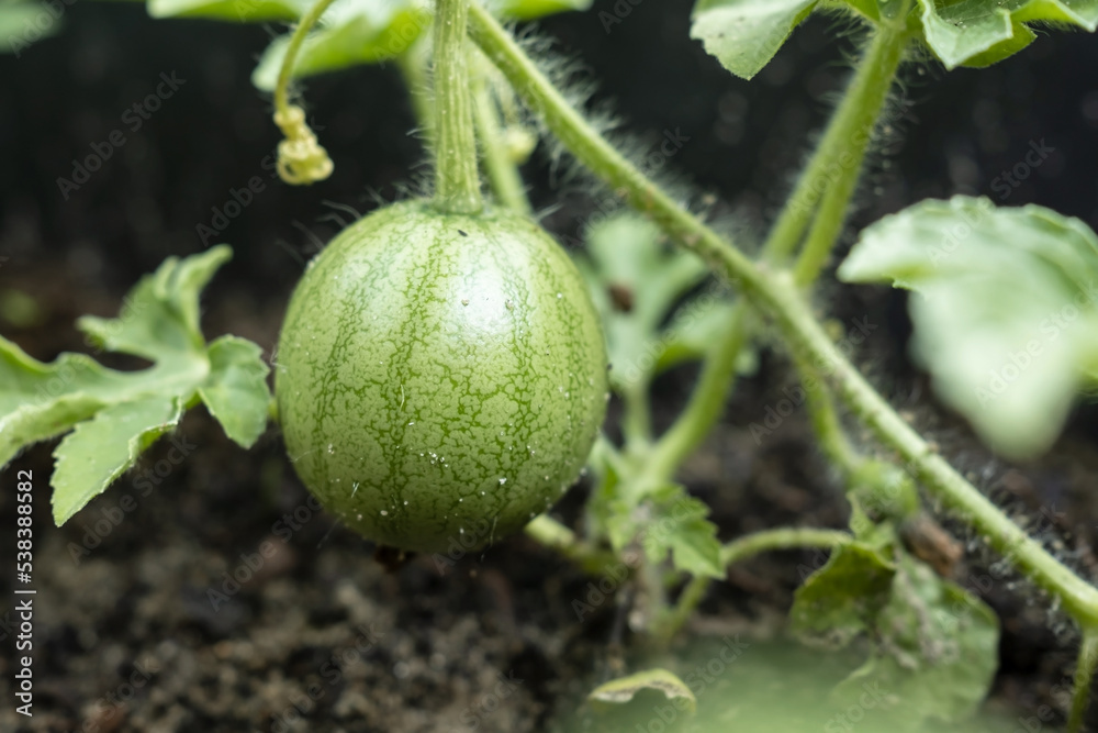 Small unripe green watermelon, among the leaves and yellow flowers in the field. Agriculture. Close-up. Small unripe green watermelon, among the leaves and yellow flowers in the field. Agriculture. Close-up.