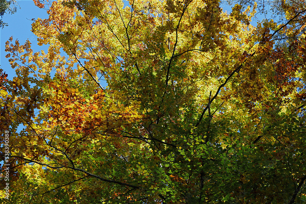 Laubbaum, Herbst, Herbstlaub, Herbstwald, Natur Laubbaum, Herbst, Herbstlaub, Herbstwald, Natur