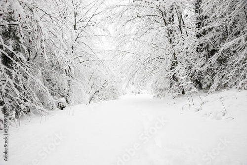 Schneebedeckte Bäume im Winter