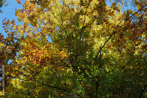 Laubbaum  Herbst  Herbstlaub  Herbstwald  Natur