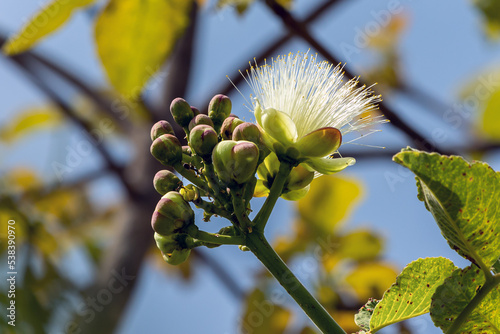 The beauty of flower of the souari  nut as know as pequi. Typical edible fruit from the Cerrado biome in midwestern Brazil. Species Caryocar brasiliensis. Gastronomy
