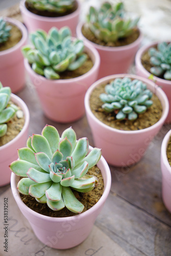 Cute succulents plants on pink ceramic plant pots