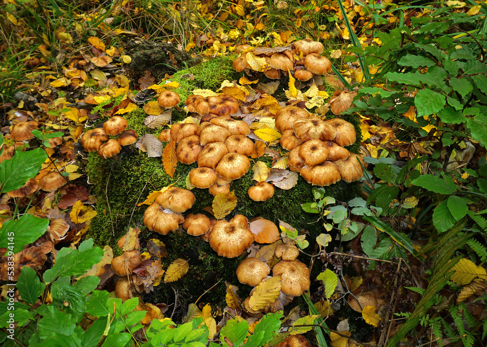 Hallimasch; Dunkler Hallimasch oder Gemeiner Hallimasch; Armillaria ostoyae; honey agaric; honey fungus; dark honey fungus Hallimasch; Dunkler Hallimasch oder Gemeiner Hallimasch; Armillaria ostoyae; honey agaric; honey fungus; dark honey fungus