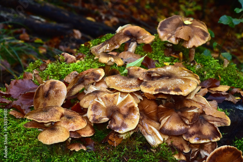 Hallimasch; Dunkler Hallimasch oder Gemeiner Hallimasch; Armillaria ostoyae; honey agaric; honey fungus; dark honey fungus photo