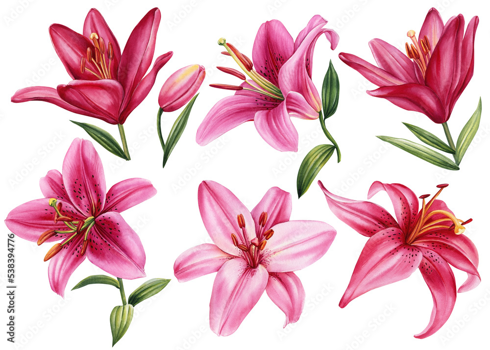 lilies, set pink flowers on isolated white background, watercolor illustration. Lily flora