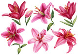 lilies, set pink flowers on isolated white background, watercolor illustration. Lily flora