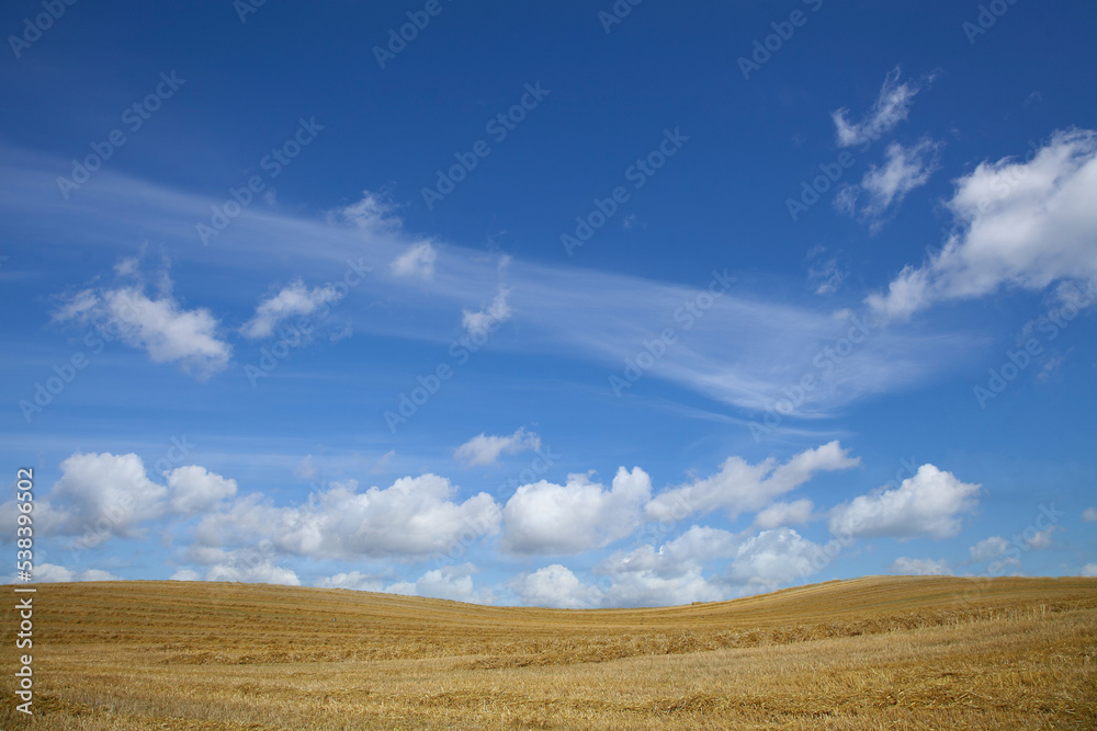 agricultural field in denmark in the summer