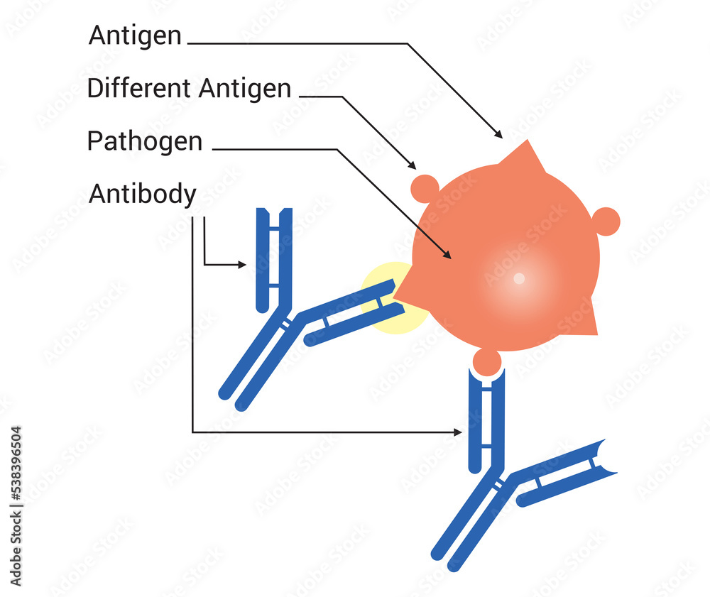 pathogen - infectious microorganism or agent Antibody and pathogen ...