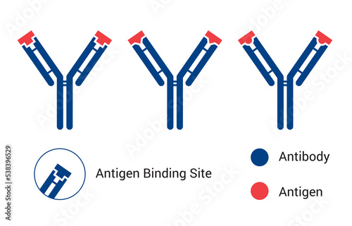 Recognition mechanism of antibody to antigen. Each type of antibody binds only to a specific antigen. Interaction is taking place in the paratope and epitope regions. Vector icons photo