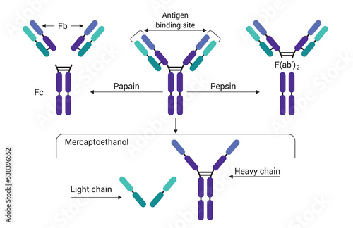 Antibody structure of immunoglobulin with enzymes papain and pepsin, the basic structure of an antibody, showing the light chains and heavy chains, the antigen binding site. vector illustration icon