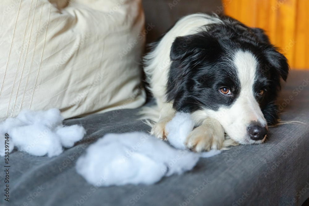 Naughty playful puppy dog border collie after mischief biting pillow lying on couch at home. Guilty dog and destroyed living room. Damage messy home and puppy with funny guilty look