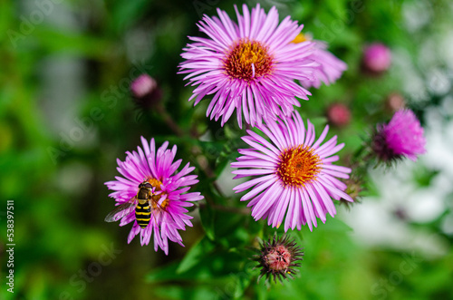 Autumn Aster flowers with water drops