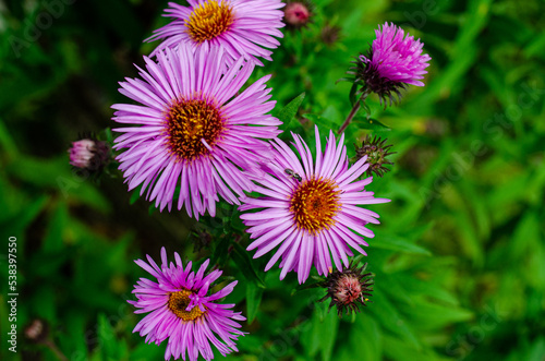 Autumn Aster flowers with water drops