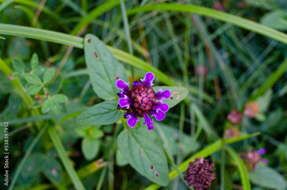Autumn Aster flowers with water drops Autumn Aster flowers with water drops