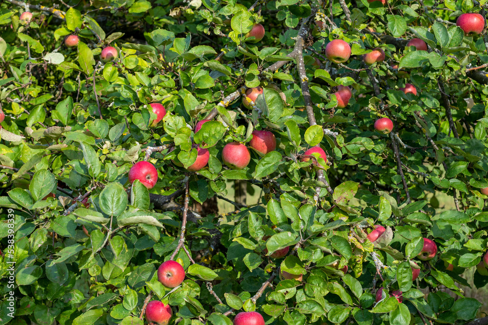 Zahlreiche rote, reife Äpfel hängen an den Zweigen eines Apfelbaums in einem Obstgarten im Sonnenschein