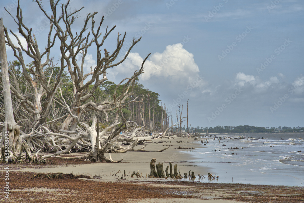 Twisted Dead Trees on the northern end of Jekyll Island Twisted Dead Trees on the northern end of Jekyll Island