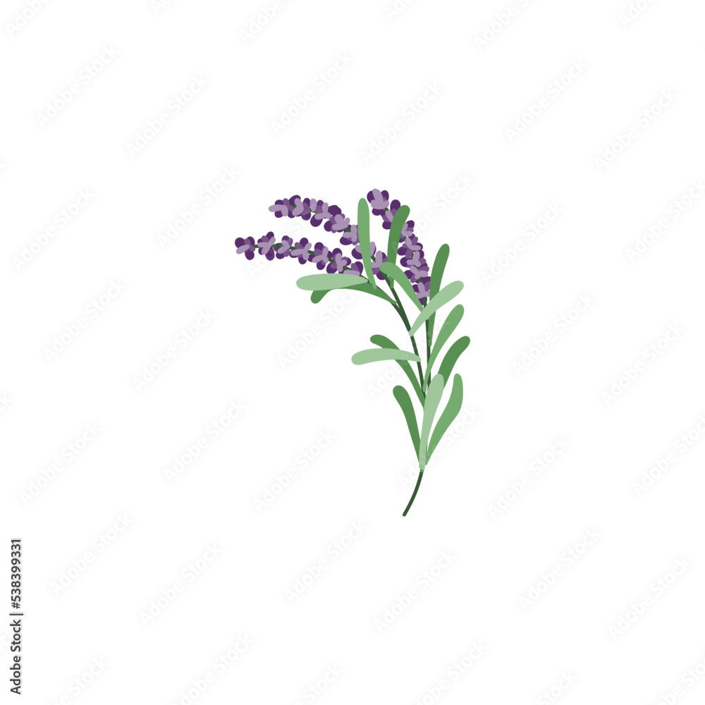 Lavender flower logo. Botanical hand drawn vintage floral collection