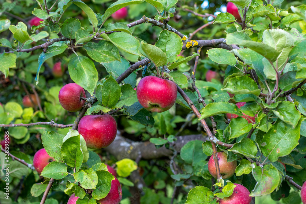 Nahaufnahme mehrerer roter Äpfel, die an einem Apfelbaum in einer Obstplantage hängen. Die Äpfel sind reif und kurz vor der Ernte Nahaufnahme mehrerer roter Äpfel, die an einem Apfelbaum in einer Obstplantage hängen. Die Äpfel sind reif und kurz vor der Ernte