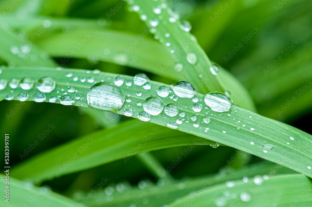 raindrops, dew drops, green meadow, grass field, grass, greenery, green, juicy, beautiful background, green background, green grass background, water drops on grass raindrops, dew drops, green meadow, grass field, grass, greenery, green, juicy, beautiful background, green background, green grass background, water drops on grass