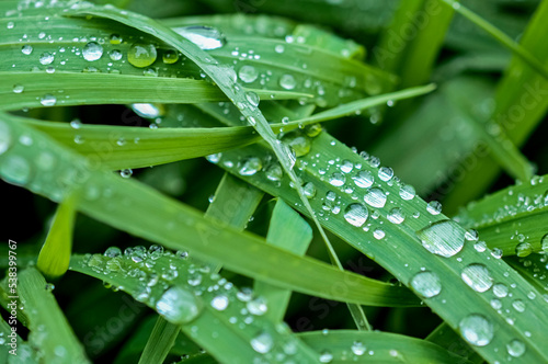 raindrops, dew drops, green meadow, grass field, grass, greenery, green, juicy, beautiful background, green background, green grass background, grass with dew