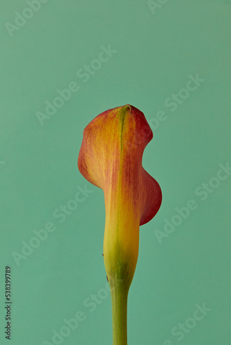 カラーcalla