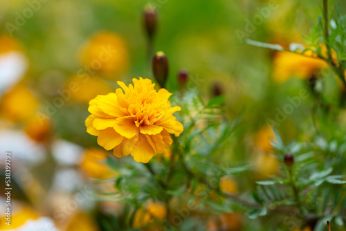 Beautiful tagetes flowers on a city flowerbed on a sunny summer day 