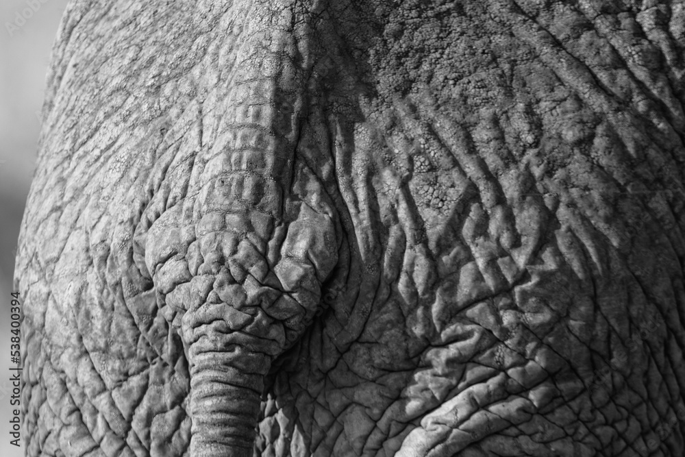 Elefant Hinterteil Elefant Hinterteil