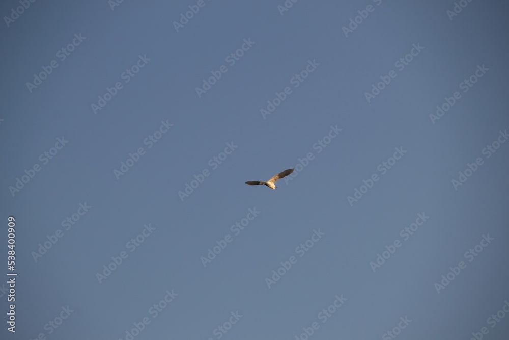 Fototapeta premium black headed gull in flight