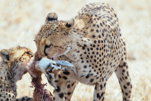 Gepard jagend photo