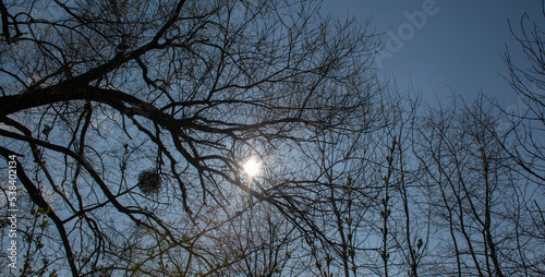 Sun through the tree