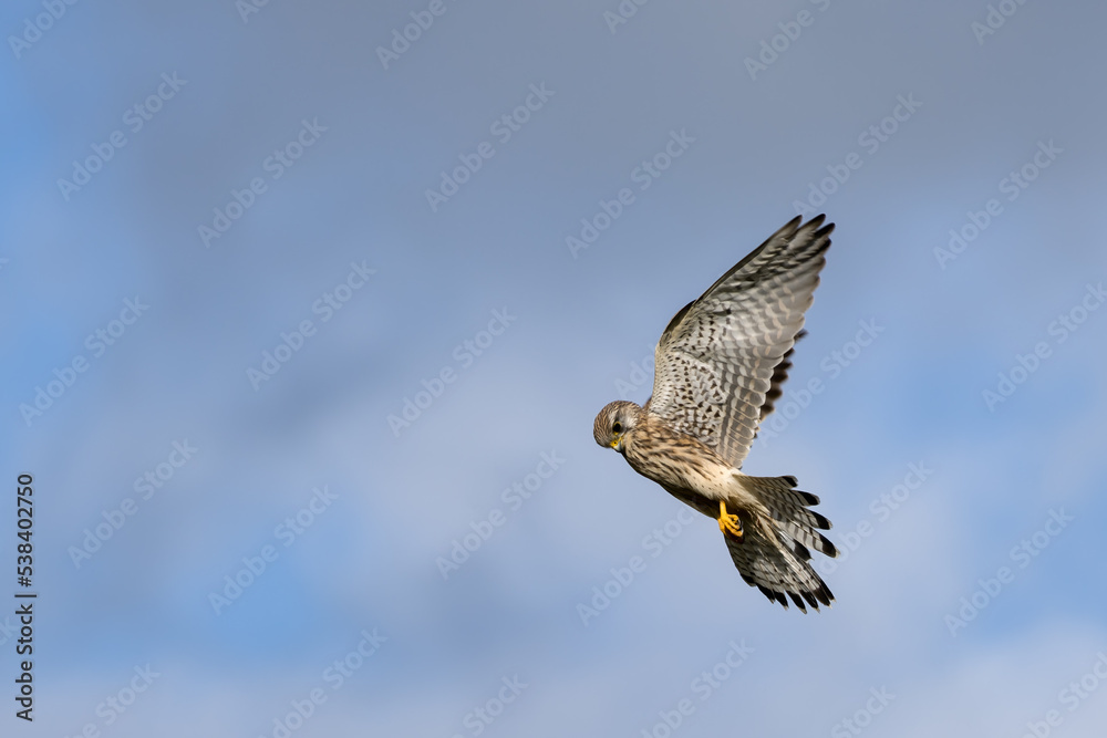 Fototapeta premium Kestrel hovering over a field near East Grinstead looking for prey