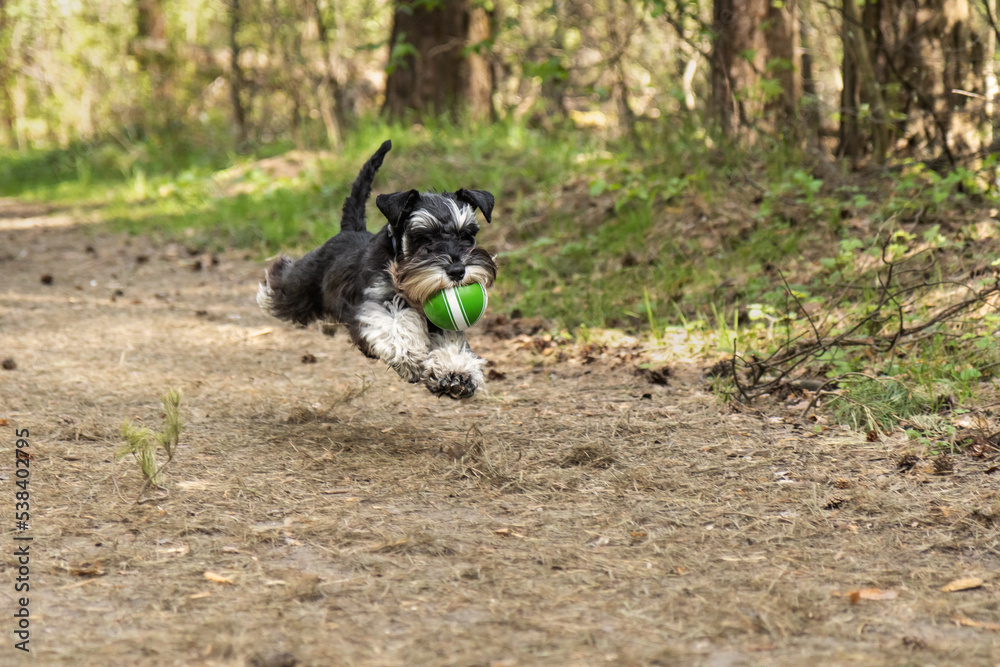 Playful miniature schnauzer puppy jumping with sports ball while running along footpath in forest Playful miniature schnauzer puppy jumping with sports ball while running along footpath in forest