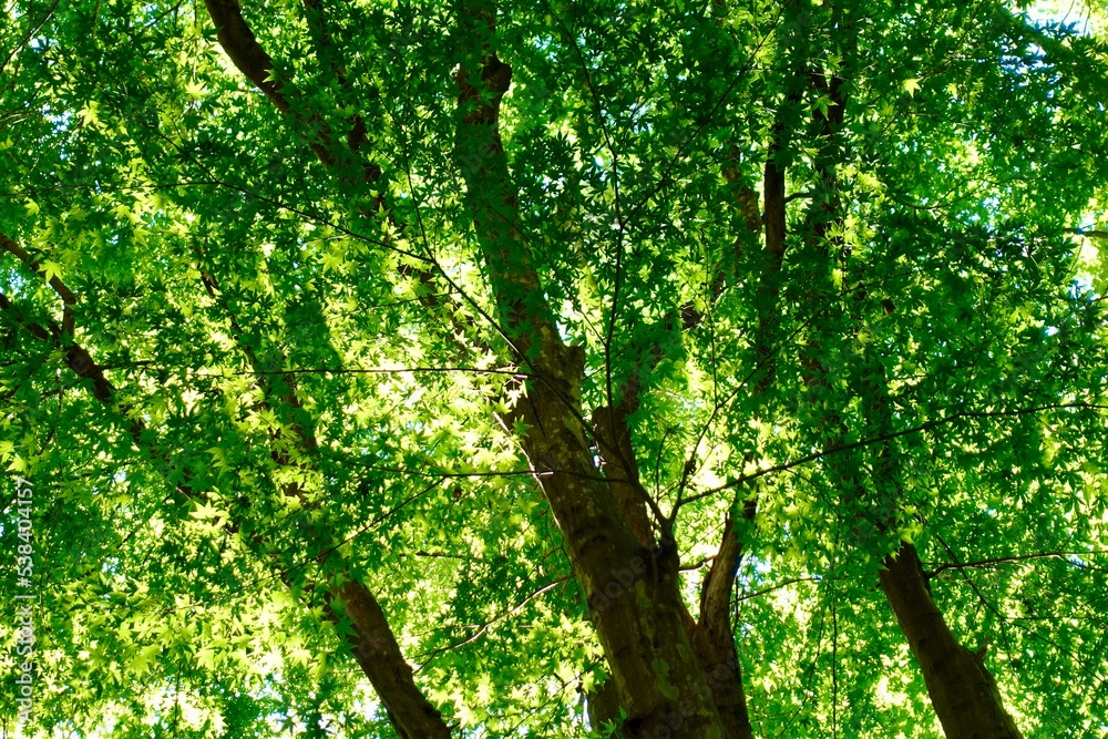 Fototapeta premium 木漏れ日の森 緑の背景