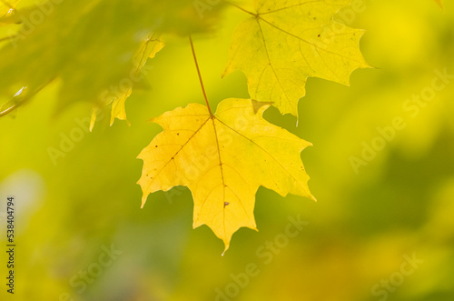 Sugar maple leaves 