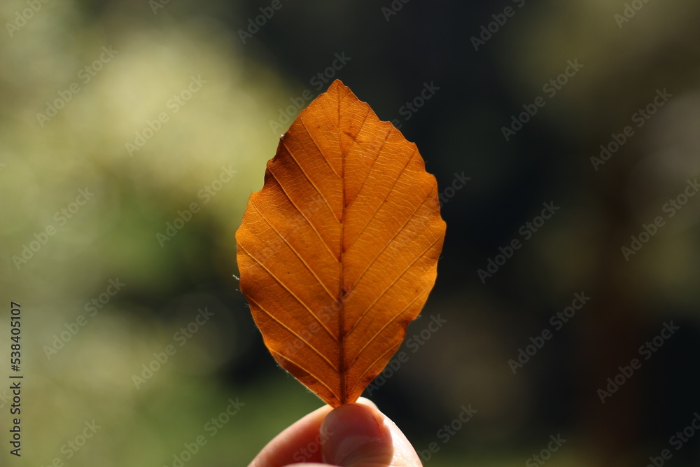 leaf in the hand
