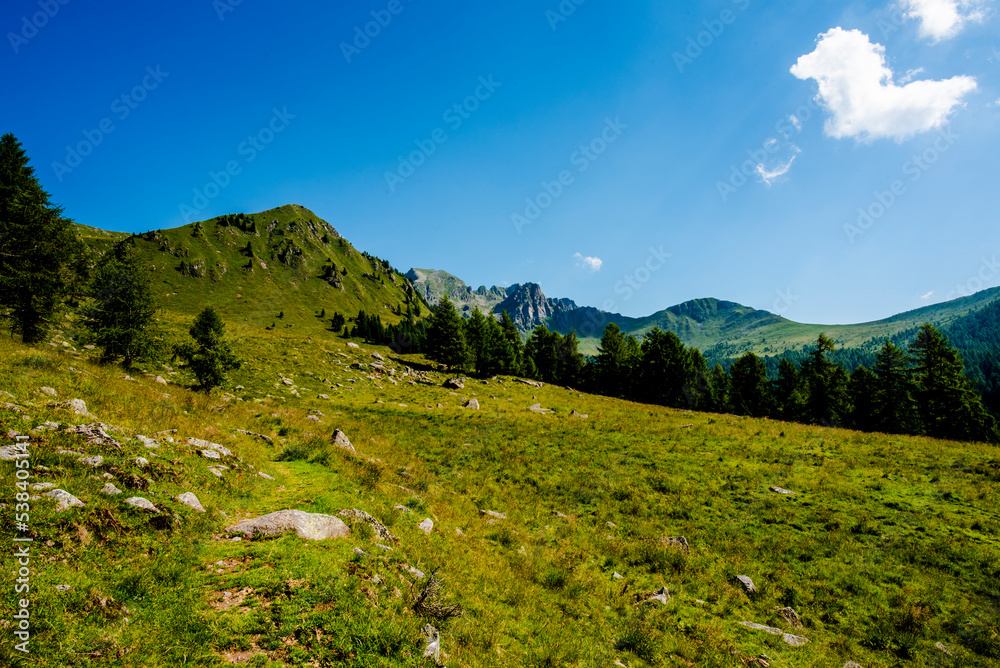 Fototapeta premium 2022 07 03 ValCampelle trail and pine 2