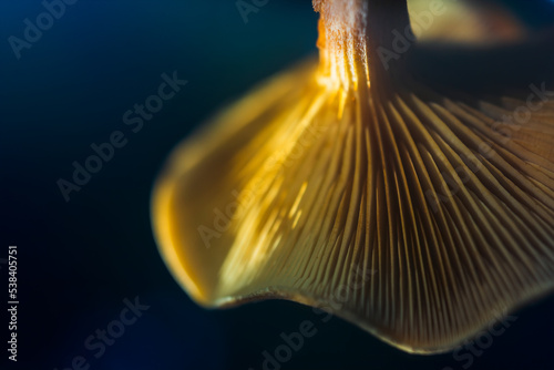 Close-up abstract plan of a beautiful reflection of a mushroom cap on a dark mirror surface on an autumn sunny morning, abstract mushroom autumn background. Soft blur focus, top view