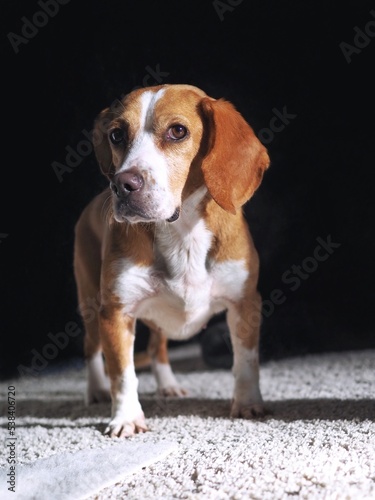 Wise-looking beagle dog 