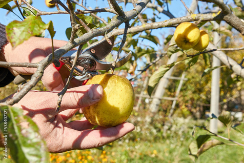 A farmer collects apples. Cultivation of apples. Apple harvest.