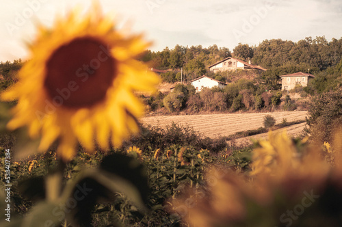 The village of Arreo between a field of sunflowers, Alava, Basque Country.
 photo