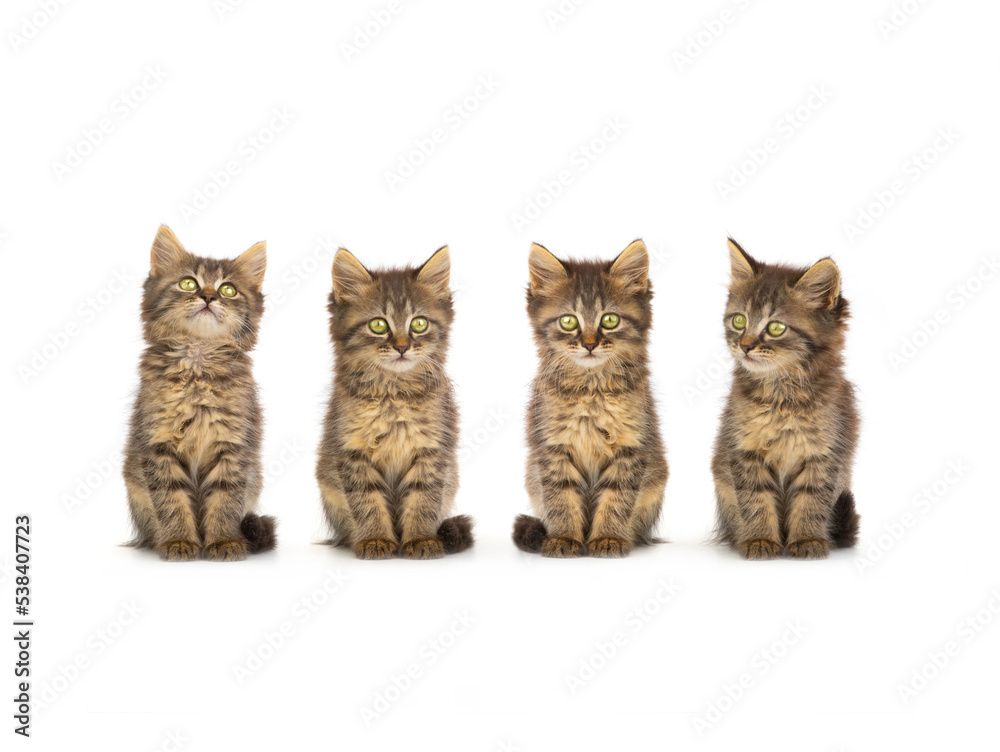 four beautiful kittens sit on a white background